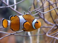 004  Nemo.