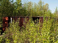 047  Die Natur überwuchert alles.