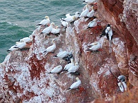 013  Am Lummenfelsen. : Helgoland, jpg