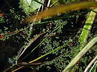 07 : Herbst, Insel Hombroich