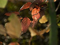 13 : Herbst, Insel Hombroich