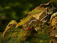 14 : Herbst, Insel Hombroich