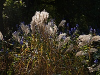 28 : Herbst, Insel Hombroich