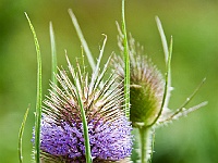 17 : Hombroich, Insel, Insel Hombroich