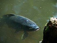 53 : 2008, Fische, Hombroich, Insel, Juni, Karpfen, Teich